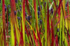 Anne enjoys dyeing fabric for her work and being inspired by the plants around her.