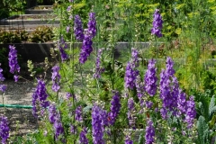 Gardens and pathways abound.