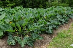 Her squash plants were enormous in early July.