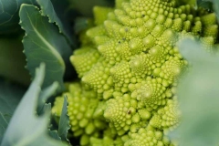Anne pointed out the artistic Romanesco broccoli to me.