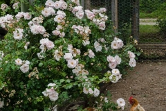 Finally, chickens,  eggs and Rugosa roses.