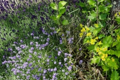 Lavendar here.