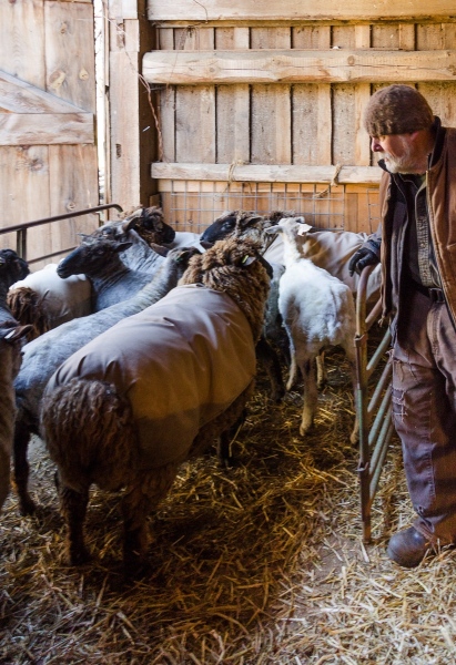 HatchtownFarmsJimChildwithsheep