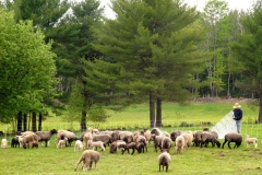 FrenchHillFarm_webgall
