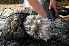 RuitCoopworthShearingcloseup_webgall