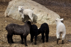 RuitSpringLambs_webgall