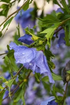 ChristineMacchi_SpringBulletinGallery-18